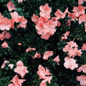 Meet your Posher, Maja